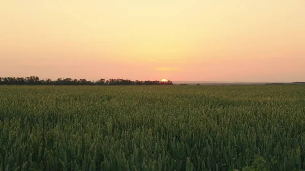 Bela paisagem, amadurecendo campo de trigo verde ao pôr do sol fundo. A colheita de grãos amadurece no verão. Espiguetas de trigo com grão ao nascer do sol. Conceito de negócio agrícola. Trigo orgânico — Fotografia de Stock