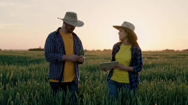 Çiftçi ve işadamı, iş ortakları bir buğday tarlasında dijital tablet kullanarak bir anlaşma yaptılar. İki çiftçi erkek ve kadın birlikte çalışır, el sıkışırlar. Tarım sektörü konsepti, yoldaşlar — Stok fotoğraf