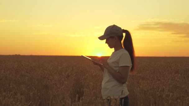Uma mulher empresária com um tablet digital nas mãos trabalha num campo de trigo, verifica a colheita. Mulher agricultora ao pôr-do-sol com um computador. Trabalhador no terreno. Conceito de empresa agrícola. — Vídeo de Stock