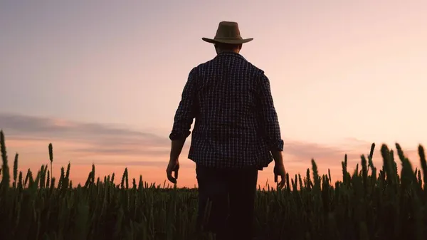 Fiatal férfi farmer kalapban sétál egy búzamezőn, idősebb farmer sétál egy növekvő zöld búzamezőn tavasszal napnyugtakor. Mezőgazdaság. Nyáron az ültetvényen dolgozó üzletember mezőgazdasági termelő — Stock Fotó