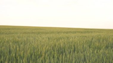 Yeşil buğday başakları yazın olgunlaşır. Tarım sektörü kavramı, buğday ekimi, tarım. Güzel bir buğday tarlası. Büyük buğday hasadı, çevre dostu tahıl