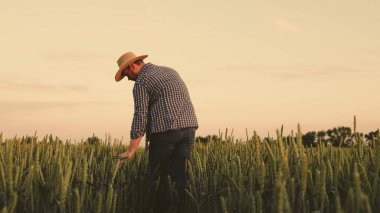 Bir çiftçi gün batımında tarlada buğday yetiştirmekle meşgul. Kıdemli bir çiftçi çiftlikte çalışıyor. Çavdar tarlasında olgunlaşmış mahsul. Tarım işi. Tarım konsepti. İşçi tahıl kulaklarını inceler.