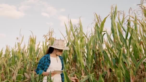 Mulher agricultora com tablet digital trabalha no campo de milho. Conceito de negócio agrícola. Farmer mulher de negócios em um campo de milho, usa um computador tablet. A cultivar comida. Colheita no campo no outono — Vídeo de Stock