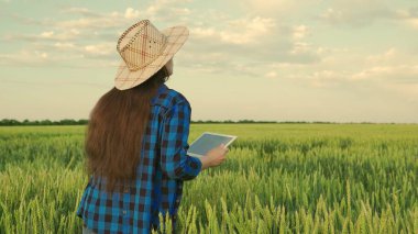 Elinde bilgisayar tableti olan bir kadın çiftçi yazın buğday tarlasında çalışır. Kıdemli çiftçi, buğday tarlasında tableti olan bir işletme sahibi. Modern tarım kavramı. İşçi