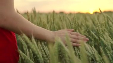 Bir çiftçi kadın gün batımında buğday tarlasında yürüyor, elleriyle buğdayın yeşil kulaklarına dokunuyor. Çiftçi güneşte tarlada buğday kulaklarına dokunuyor. Tarım sektörü.