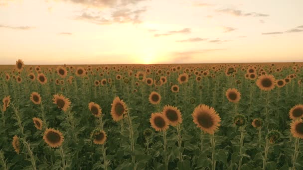 ひまわりと陽射しが咲く畑。ひまわりの大規模な黄色の農場フィールドと夏の風景。日没時のひまわり畑の美しい景色。農業 — ストック動画