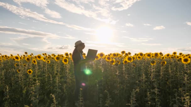 Farmer woman in a field of sunflowers works with a laptop. A woman businessman is talking on the phone and with a computer in her hands communicates with clients online. Business concept. Oil seeds — Stock Video