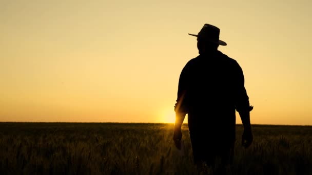 Сілует Фермер ходить з таблетками в пшеничному полі на заході сонця. Фермер працює з цифровим планшетом, вивчає врожай пшениці в пшеничному полі. Старший фермер аналізує урожай зерна. Сільськогосподарський бізнес — стокове відео