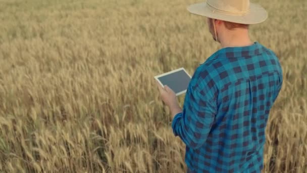 컴퓨터 태블릿을 가지고 있는 남자 농부는 밀 밭에서 밀을 수확하는 것을 살핍니다. 농부는 석양에 밀밭에서 타작 판을 가지고 일한다. 농부는 곡물 수확을 분석 한다. 농업 관련 업무. 농작물 재배 — 비디오