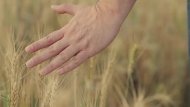 Farmers hand touches yellow ears of wheat in field in summer, inspecting harvest. Farmer walks through mature wheat field at sunset, touching golden ears of wheat with his hands. Agricultural business — Stock Video