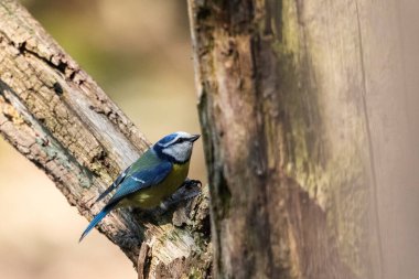 A eurasian blue tit sitting perched in between two branches of tree and is ready to take of to fly away. The passerine bird is also called a cyanistes caeruleus and is recognized by its blue feathers.