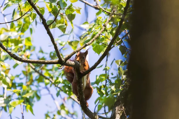 Portret Brązowej Pomarańczowej Wiewiórki Siedzącej Wysoko Gałęzi Drzewie Lesie Zwierzę — Zdjęcie stockowe