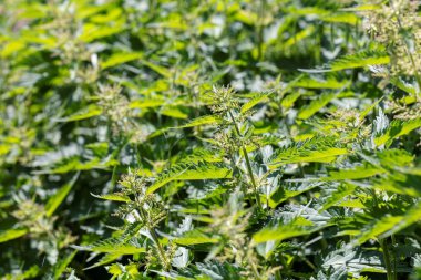 Urtica dioica çalısı, ısırgan otu ya da ısırgan otunun güneşli bir portresi. Bitki genellikle çay, çorba ya da geleneksel ilaçlar için kullanılır..