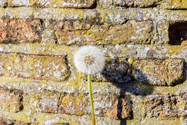 黄金の時間の間にレンガの壁の前にふわふわのタンポポの花の肖像画 石の上に孤立した雑草の影が投げかけられる — ストック写真