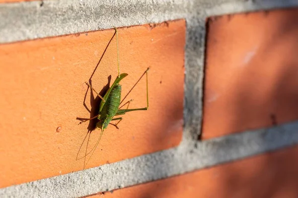 Een Zijdelings Portret Van Leptophyes Punctatissima Een Groene Gespikkelde Boskrekel — Stockfoto