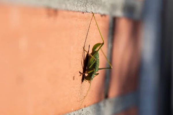 Een Zijwaarts Portret Van Een Groene Gespikkelde Boskrekel Leptophyes Punctatissima — Stockfoto