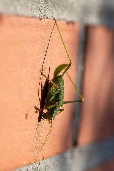 Een Portret Van Leptophyes Punctatissima Een Groene Gespikkelde Boskrekel Grashopper — Stockfoto