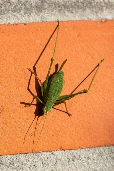 Een Top Portret Van Een Groene Gespikkelde Struik Krekel Leptophyes — Stockfoto