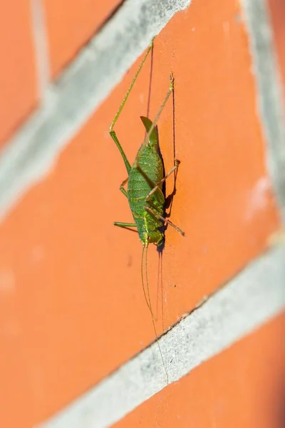 Een Close Portret Van Een Groene Gespikkelde Boskrekel Leptophyes Punctatissima — Stockfoto