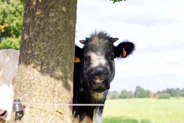 Brecht Belgium September 2021 Black White Cow Standing Next Tree — Stock Photo, Image