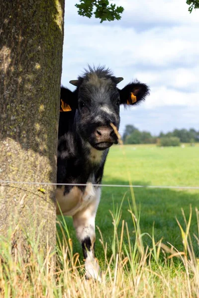 Brecht Bélgica Setembro 2021 Retrato Uma Vaca Preta Branca Lado — Fotografia de Stock