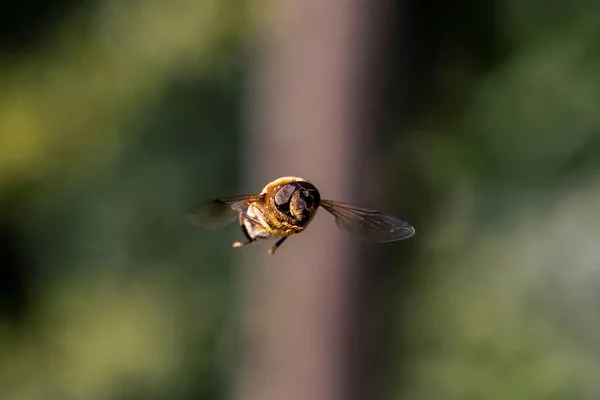 Retrato Frontal Uma Mosca Drone Comum Pairando Eristalis Tenax Inseto — Fotografia de Stock