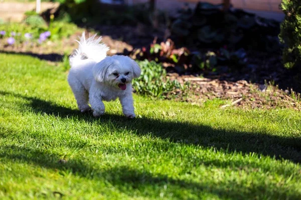 Ένα Πορτραίτο Μιας Λευκής Ράτσας Σκύλων Μικρό Κατοικίδιο Ζώο Παίζει — Φωτογραφία Αρχείου