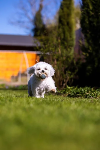 Portrait White Boomer Dog Breed Tiny Domestic Animal Playing Happily — Stock Photo, Image