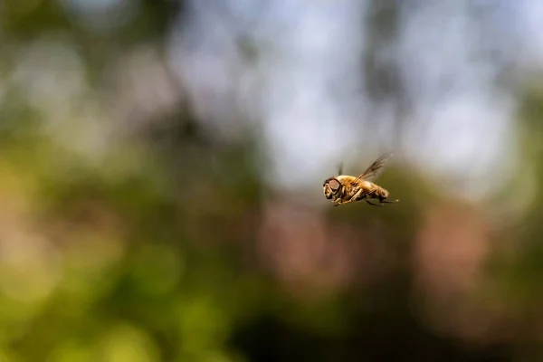 Portrait Common Drone Fly Eristalis Tenax Hovering Mid Air Front — Fotografia de Stock