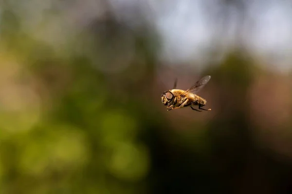 Close Eristalis Tenax Common Drone Fly Hovering Mid Air Front — Fotografia de Stock