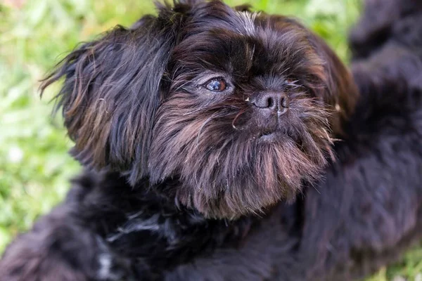Ένα Κοντινό Πορτραίτο Ενός Μαύρου Σκυλιού Shi Tzu Ξαπλωμένου Γρασίδι — Φωτογραφία Αρχείου