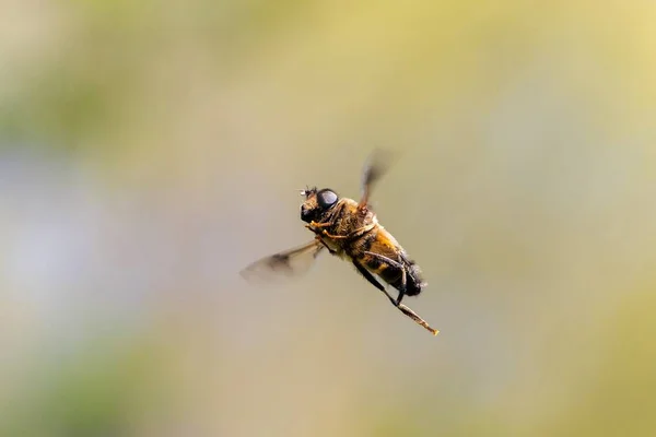 Macro Portrait Bas Eristalis Tenax Une Mouche Drone Commune Planant — Photo