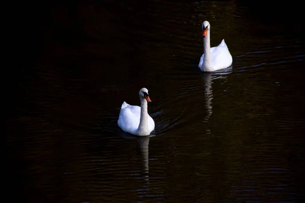 Retrato Sombrio Dois Cisnes Brancos Nadando Lago Dois Grandes Pássaros — Fotografia de Stock