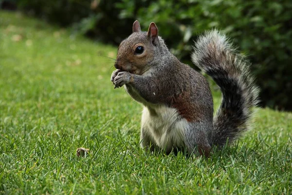 Närbild Ekorre Som Äter Nöt Gräsmattan Stadspark London Där Riktig — Stockfoto