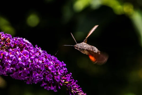 A portrait of a hummingbird hawk-moth hovering above a butterfly bush feeding on nectar with its proboscis. The insect is also called a sphinx moth or macroglossum stellatarum.