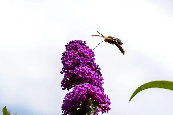 Portrait Hummingbird Hawk Moth Hovering Pruple Flower Butterfly Bush Feeding — Zdjęcie stockowe