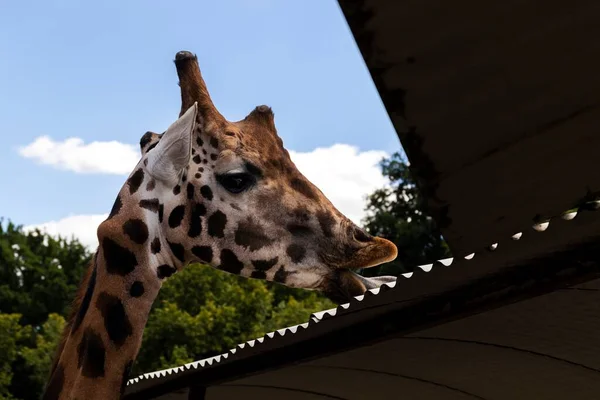 Das Porträt Einer Giraffe Die Mit Ihrer Langen Zunge Das — Stockfoto