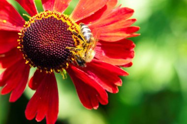 A macro portrait of a honey bee sitting head down on a helenium moerheim or mariachi flower collecting pollen to bring back to its hive. The useful insect is searching the entire red flower.