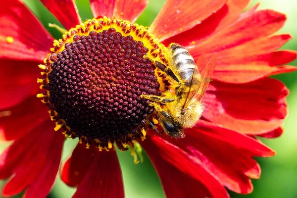 A macro portrait of a honey bee sitting on the side of a helenium moerheim or mariachi flower collecting pollen to bring back to its hive. The useful insect is searching the entire red flower.