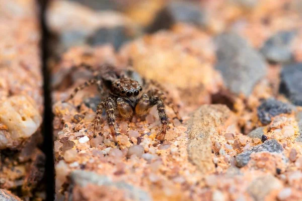 Macro Portrait Very Small Jumping Spider You Can See Details — Fotografia de Stock