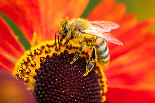 A colorful macro portrait of a honey bee sitting on a helenium moerheim or mariachi flower collecting pollen to bring back to its hive. The useful insect is searching the entire red flower.