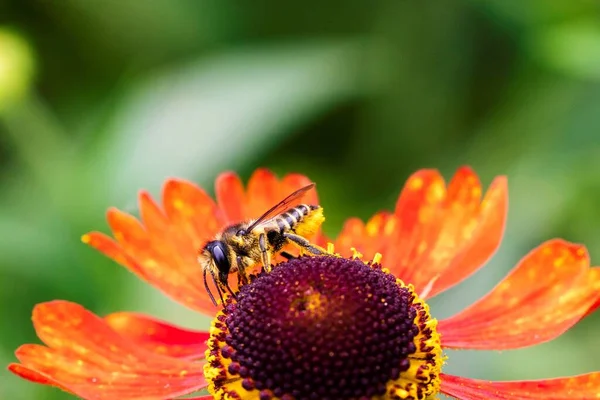A macro portrait of a honey bee sitting on a red helenium moerheim or mariachi flower collecting pollen to bring back to its hive. The useful insect is searching the entire flower.