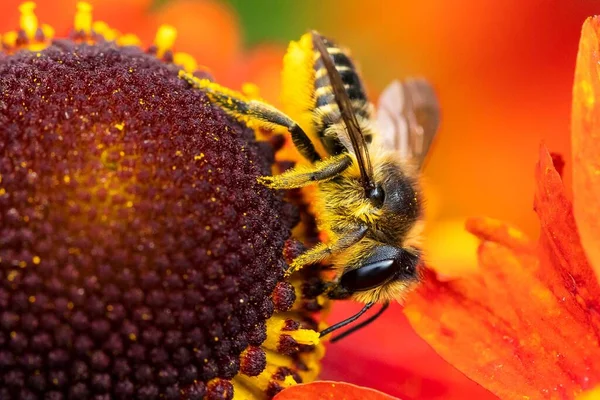 A colorful macro portrait of a honey bee sitting on a red helenium moerheim or mariachi flower collecting pollen to bring back to its hive. The useful insect is searching the entire flower.