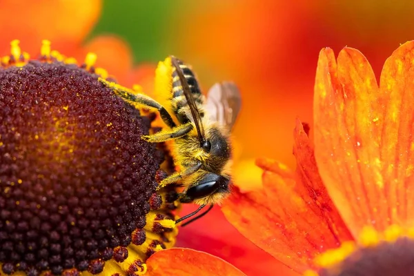 Macro Portrait Honey Bee Sitting Head Helenium Moerheim Mariachi Flower — стоковое фото