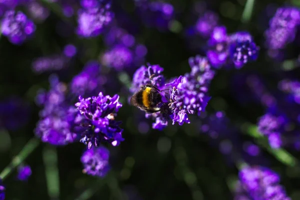 Top Close Portrait Purple Lavender Flower Bumblebee Hanging Side Part — Zdjęcie stockowe