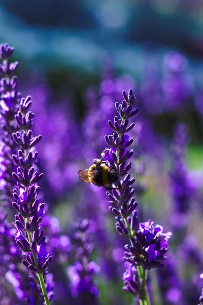 Portrait Purple Lavender Flower Bumblebee Hanging Side Part Big Bush — Zdjęcie stockowe