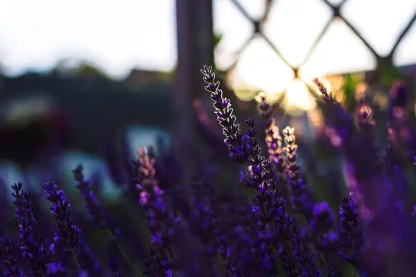 Portrait Golden Hour Sunlight Shining Purple Lavender Bush Flowers Good — Stock Photo, Image