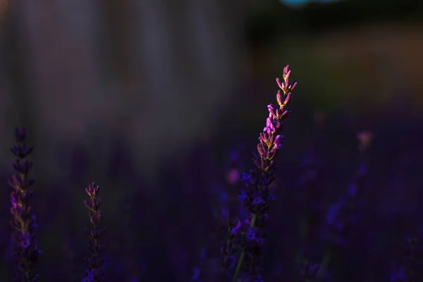 Portrait Purple Lavender Flower Appearing Dark Because Gets Hit Bit —  Fotos de Stock