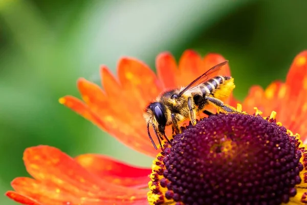 A close macro portrait of a honey bee sitting on a red helenium moerheim or mariachi flower collecting pollen to bring back to its hive. The useful insect is searching the entire flower.