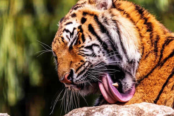 Portrait Tigre Sibérien Léchant Patte Avec Langue Dangereux Prédateur Est — Photo